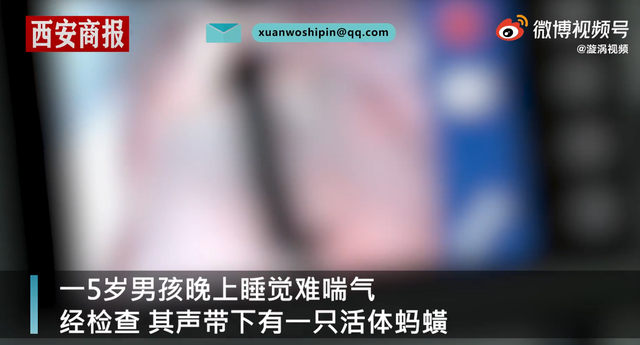 春城晚报