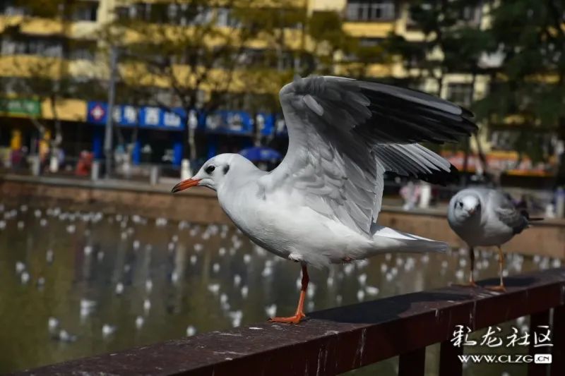 昆明信息港/cnkmxxg