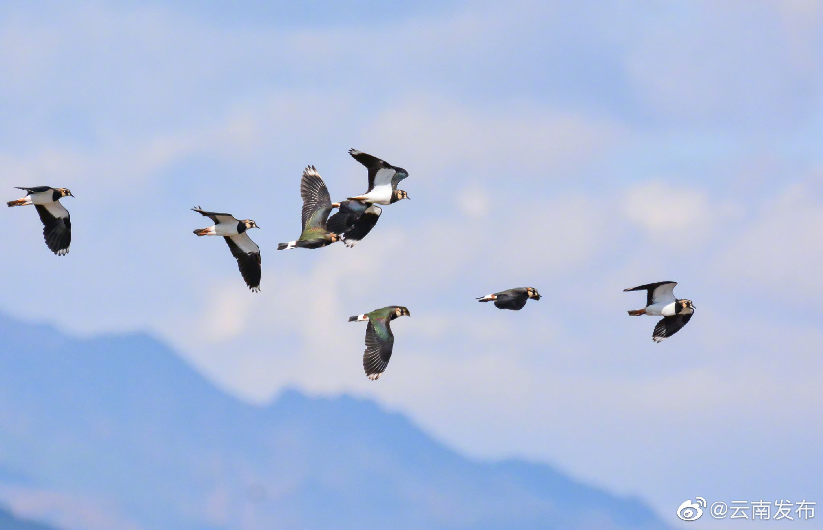 “云南发布”微博