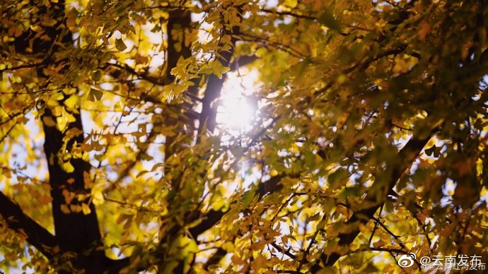 “云南发布”微博