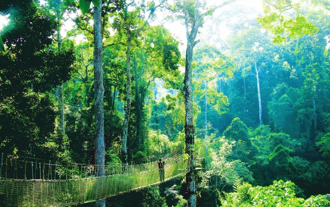 西双版纳望天树景区