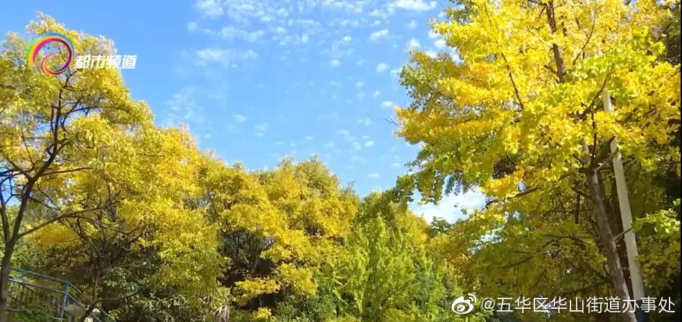 落叶不扫！快来打卡昆明这条银杏景观道，满地金黄，等你来踩！