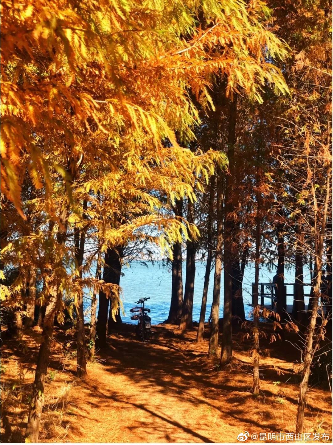 “昆明市西山区发布”微博
