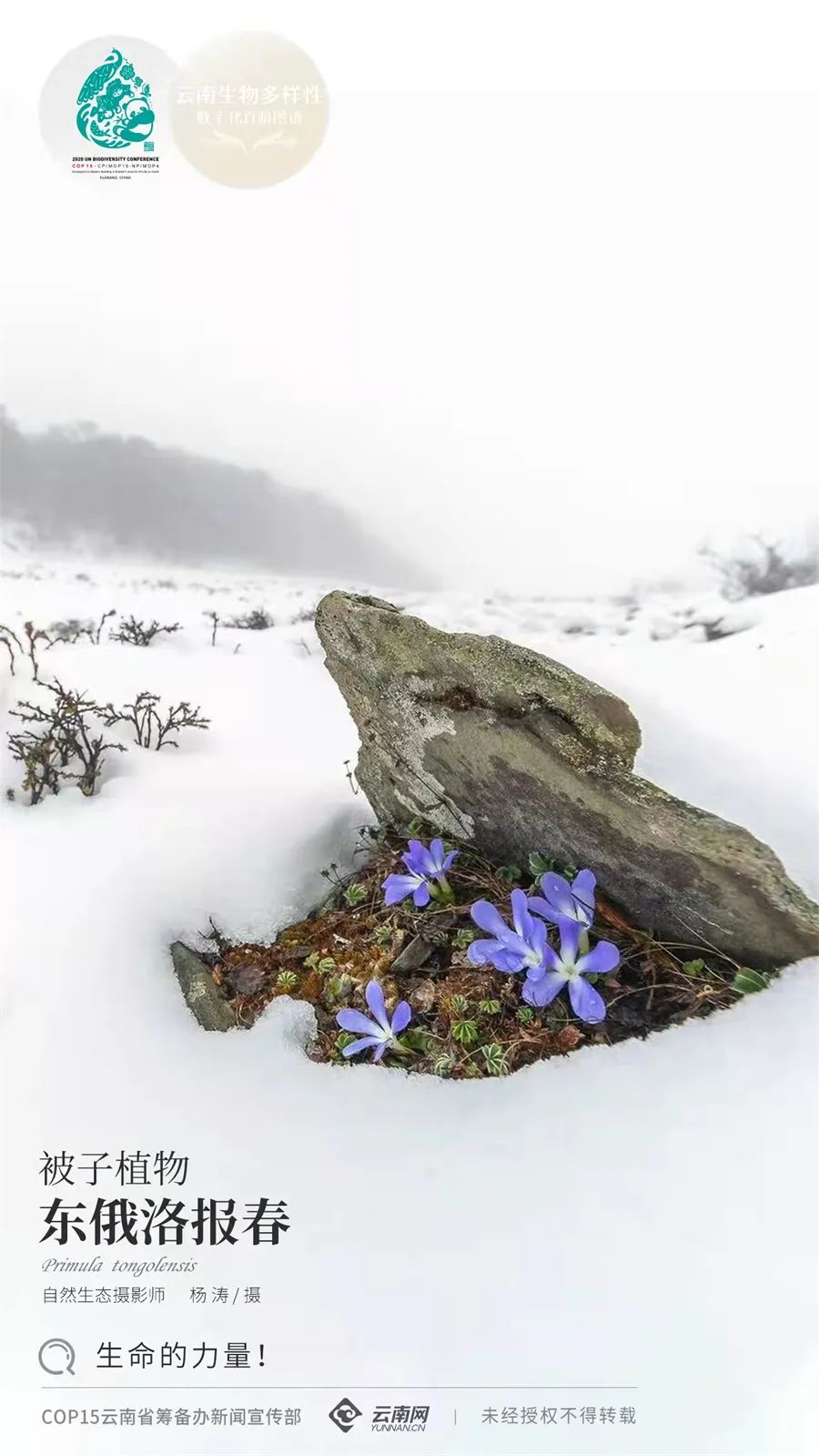 云南省人民政府网