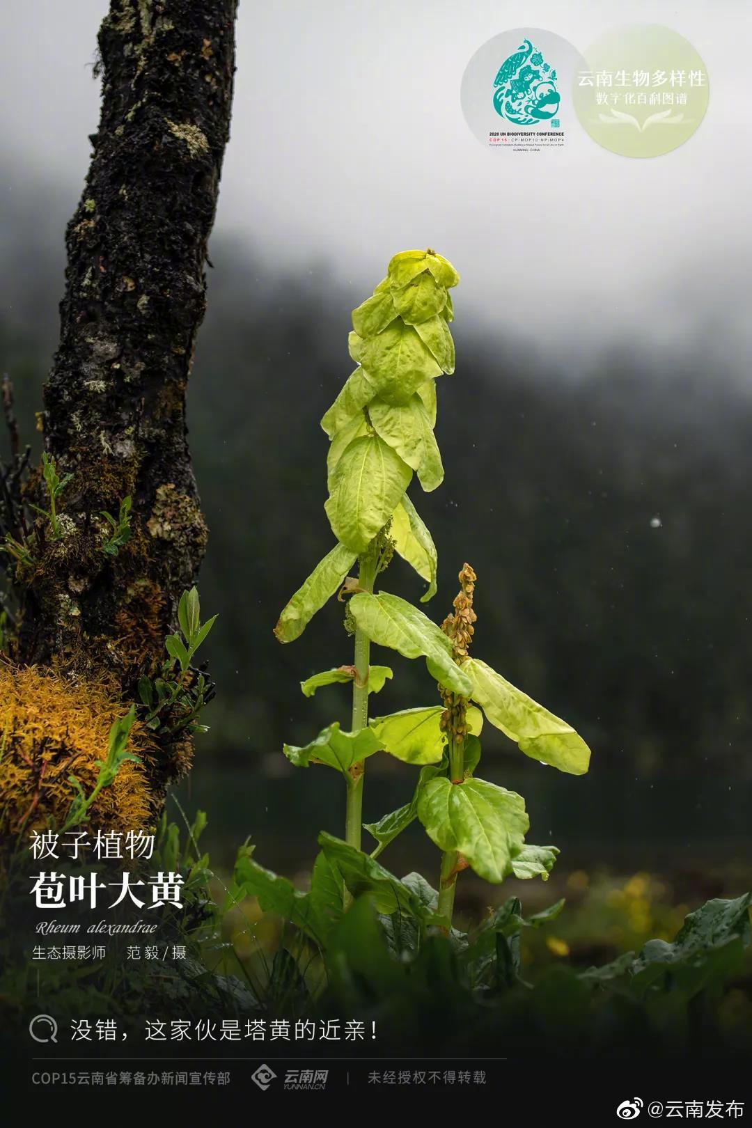 云南生物多样性数字化百科图谱 | 被子植物·苞叶大黄：没错，这家伙是塔黄的近亲！