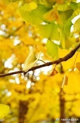 “昆明市西山区发布”微博