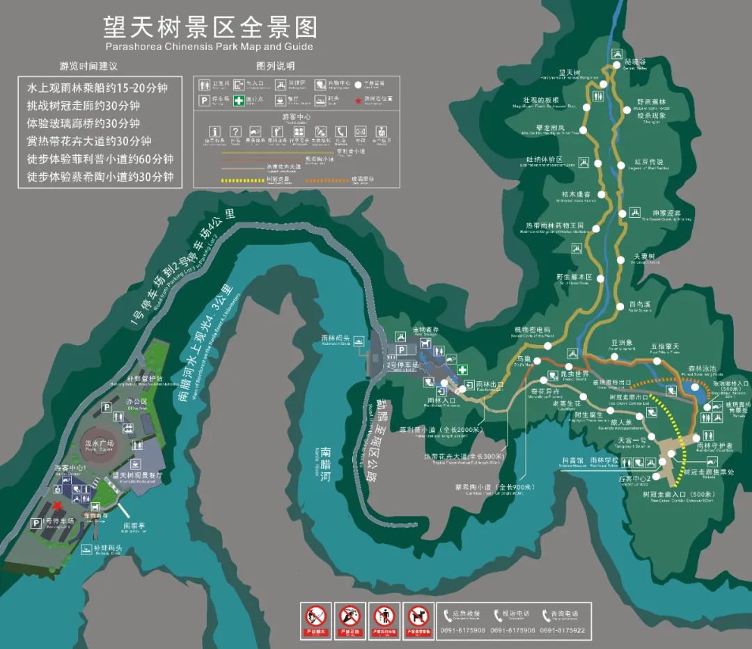 西双版纳望天树景区