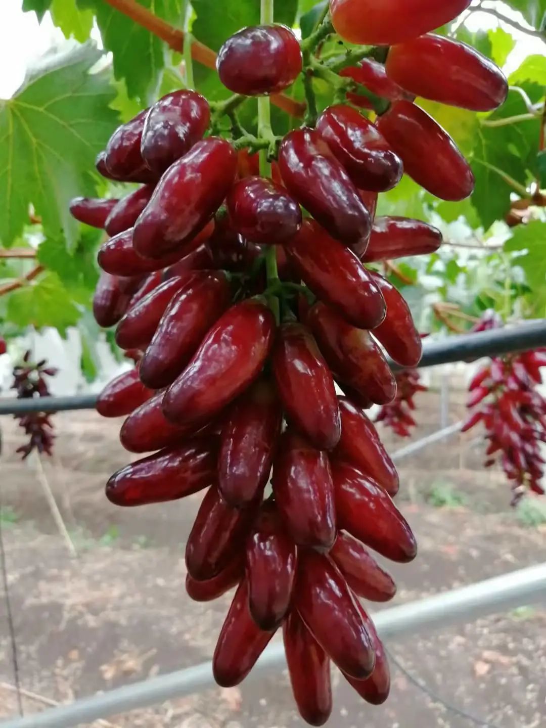 丽江日报
