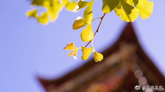 “云南发布”微博