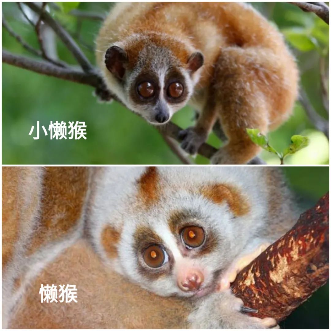 云南野生动物园(微信)