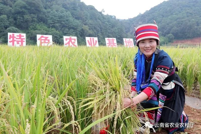 昆明市农业农村局