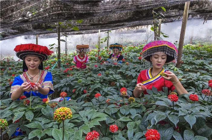 云南省人民政府网