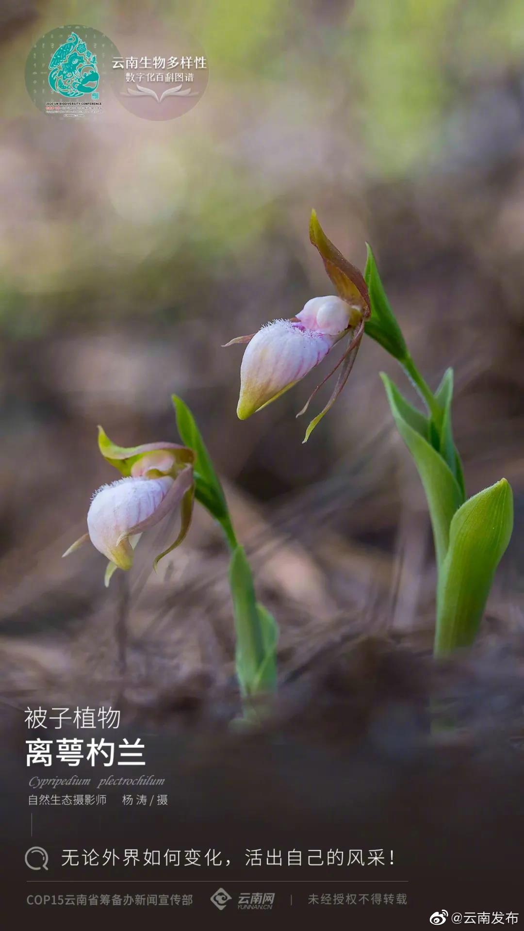 云南生物多样性数字化百科图谱 | 被子植物·离萼杓兰：无论外界如何变化，活出自己的风采！