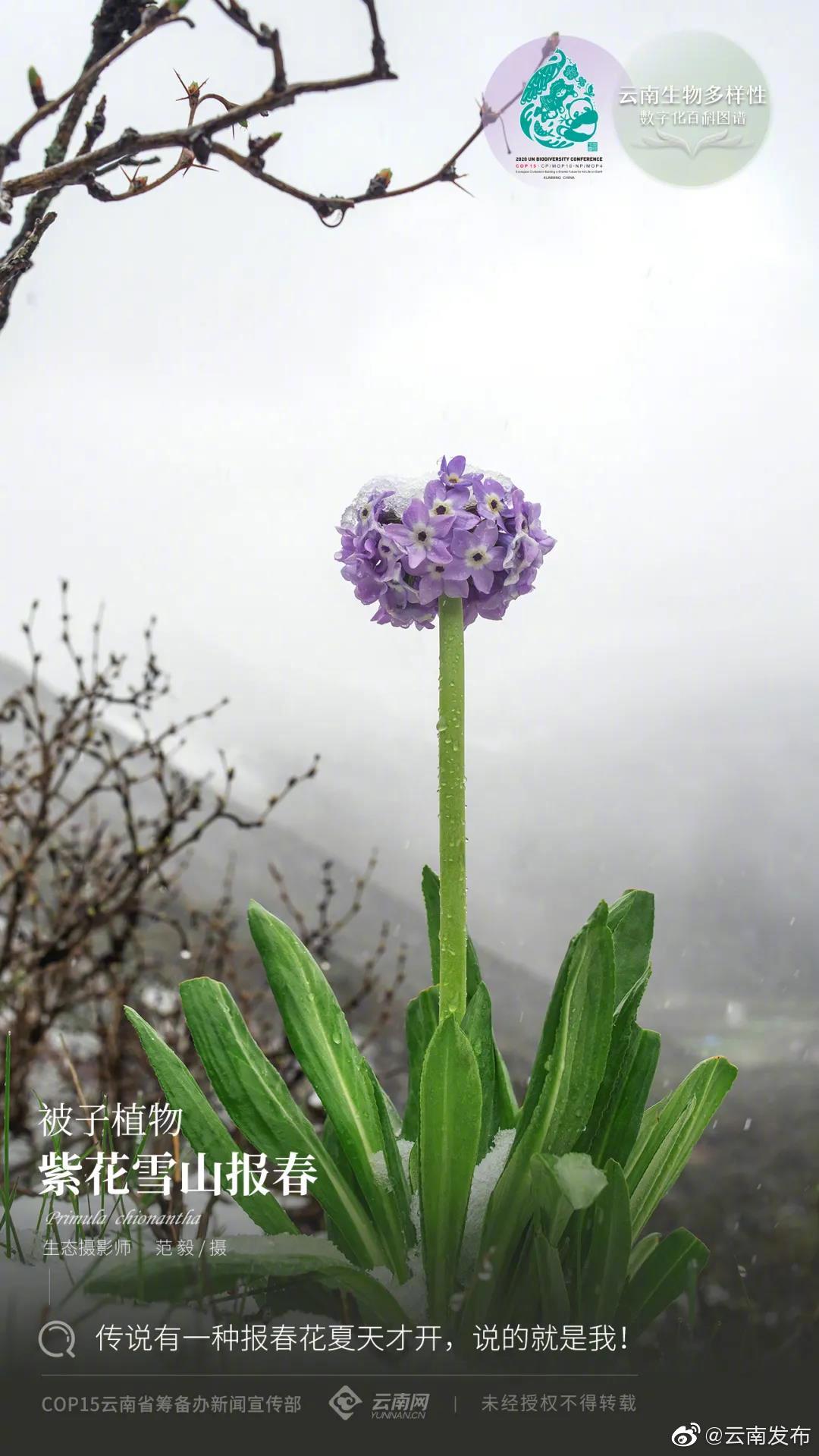 云南生物多样性数字化百科图谱 | 紫花雪山报春：传说有一种报春花夏天才开，没错就是我！