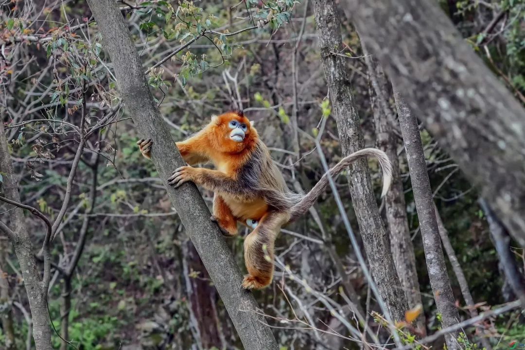 昆明动物园