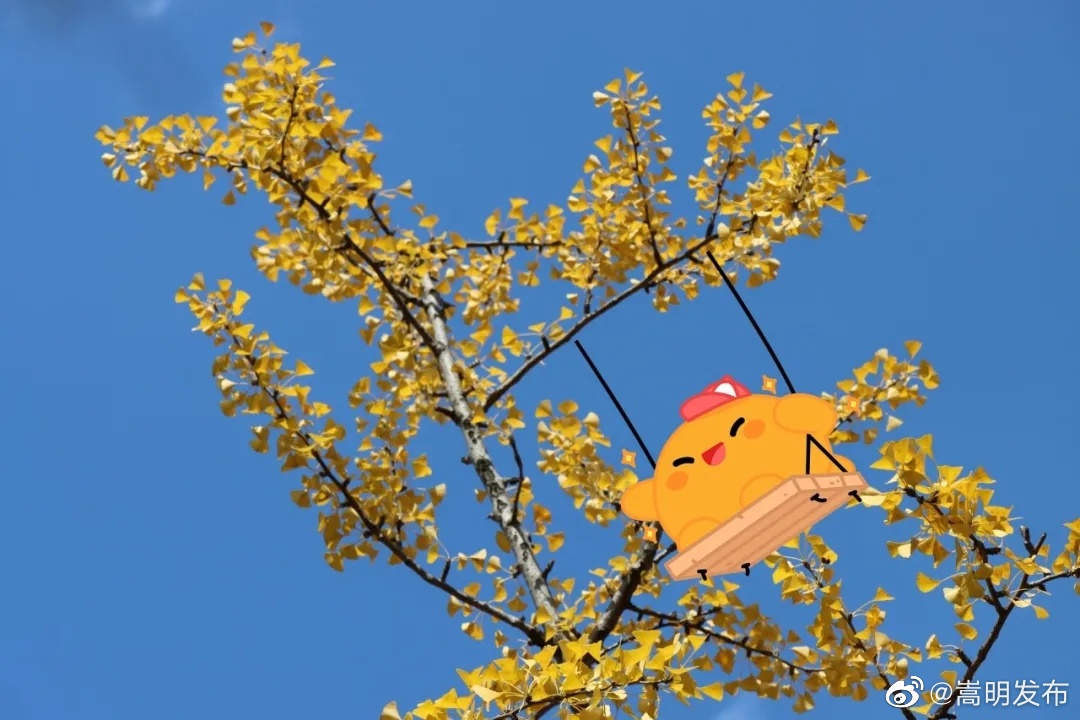 嵩明发布