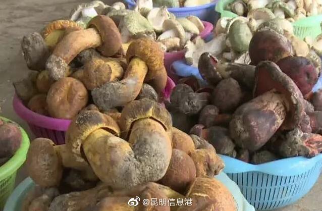 昆明信息港