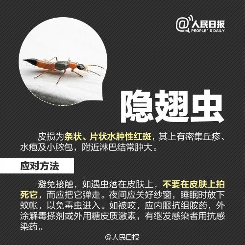 春城晚报