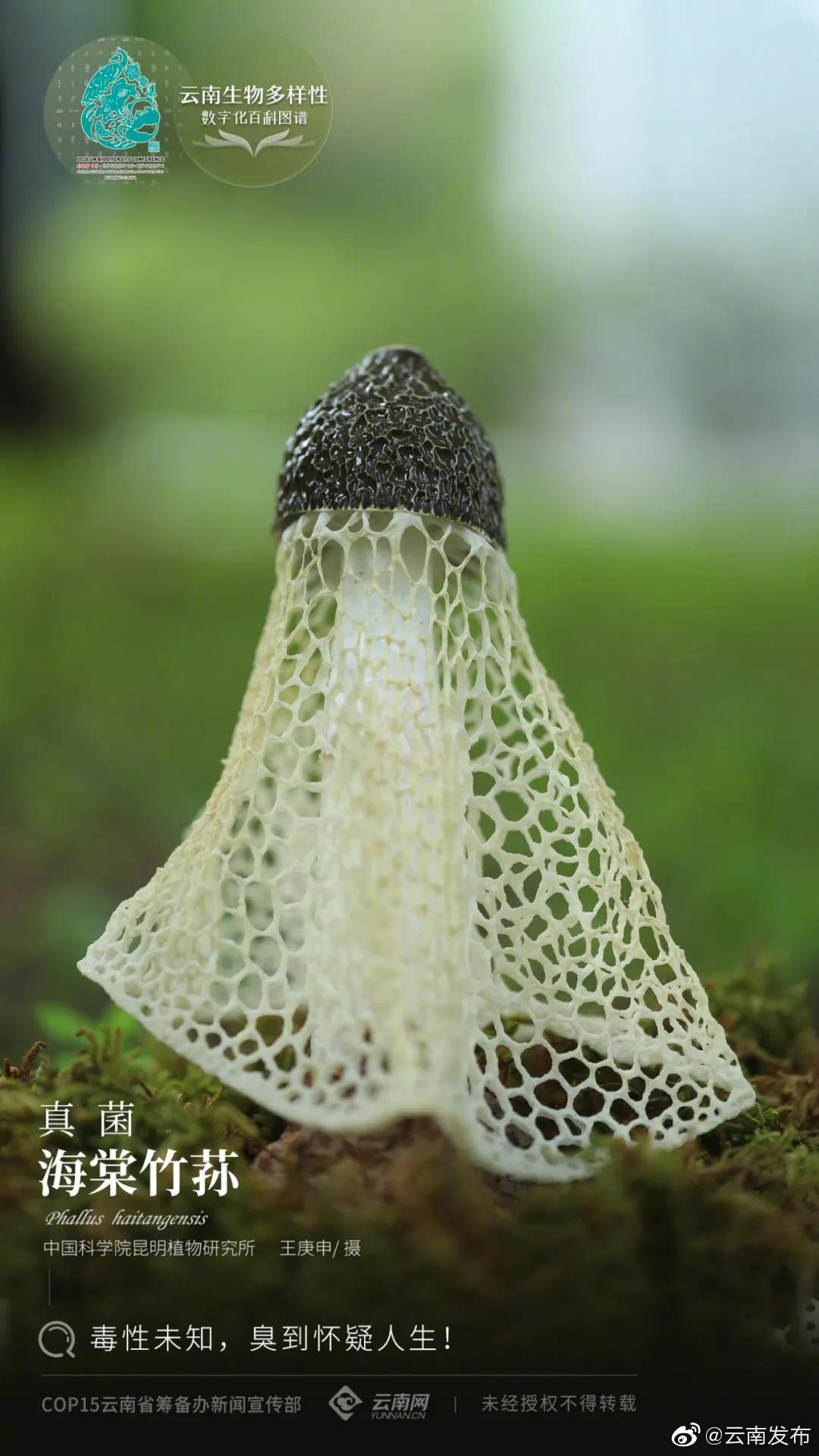 云南生物多样性数字化百科图谱 | 海棠竹荪：毒性未知，臭到怀疑人生！