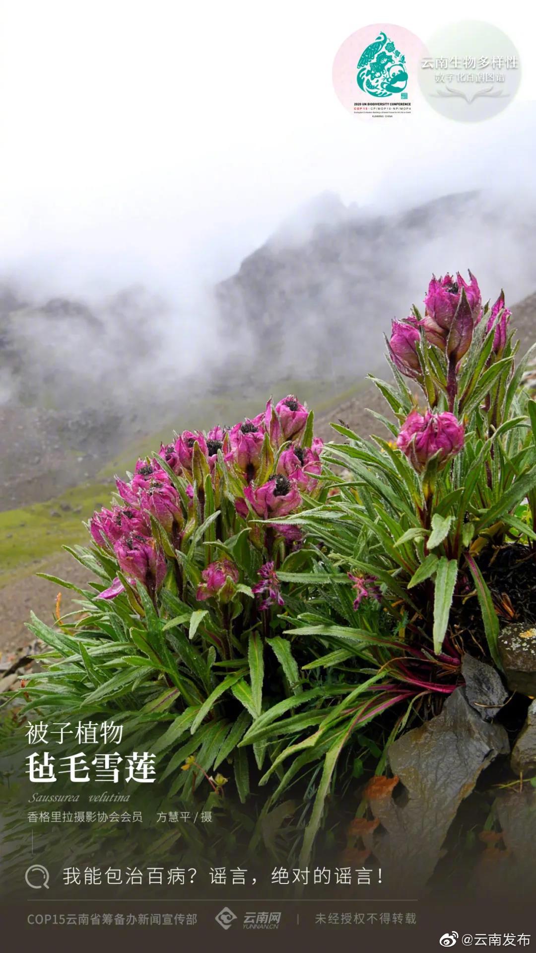 云南生物多样性数字化百科图谱 | 被子植物·毡毛雪莲:我能包治百病?谣言,绝对的谣言!