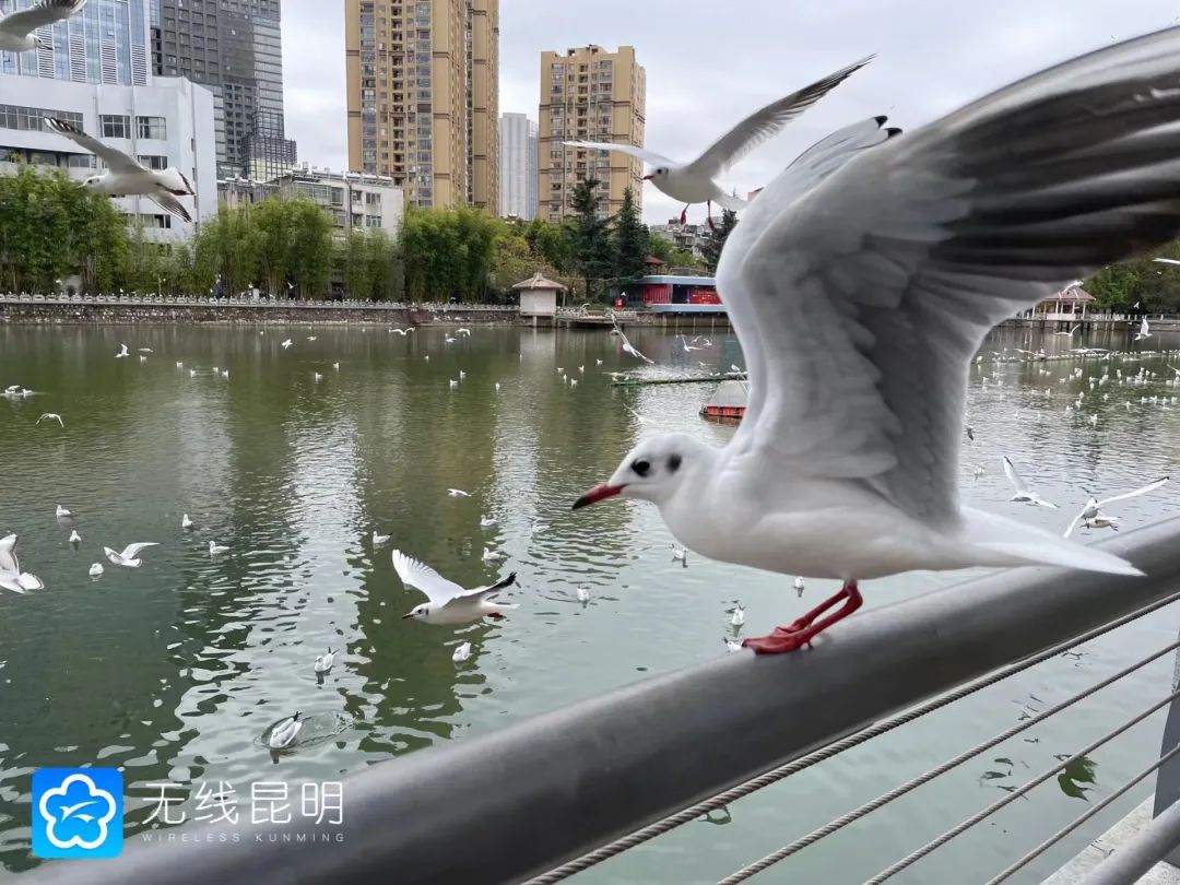 昆明发布