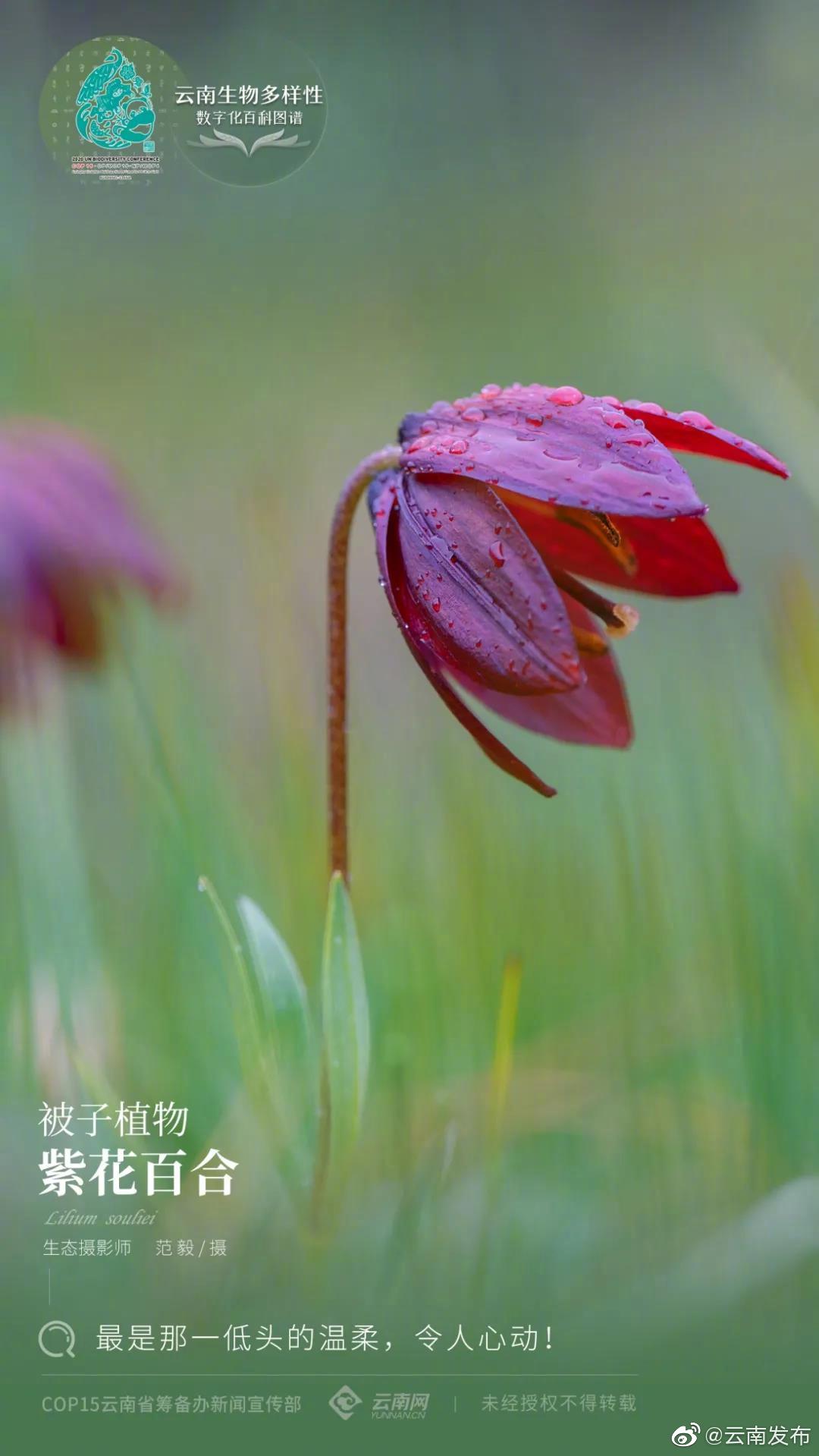 云南生物多样性数字化百科图谱 | 被子植物·紫花百合：最是那一低头的温柔，令人心动！