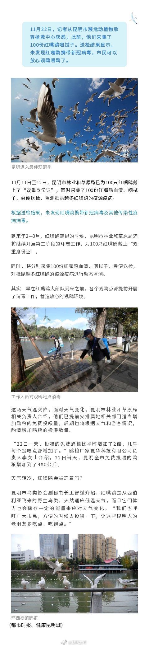 放心了！抵昆红嘴鸥不携带病毒，天冷也有人喂