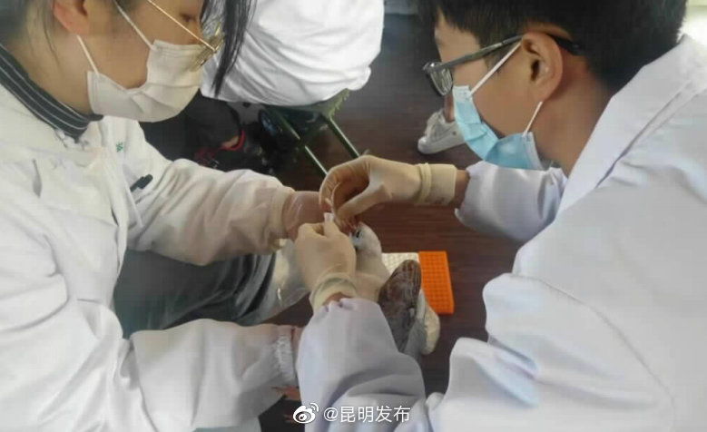 抵昆红嘴鸥健康吗？官方：未携带病毒 观鸥喂鸥没问题