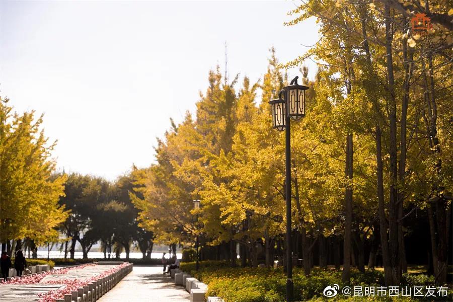 “昆明市西山区发布”微博