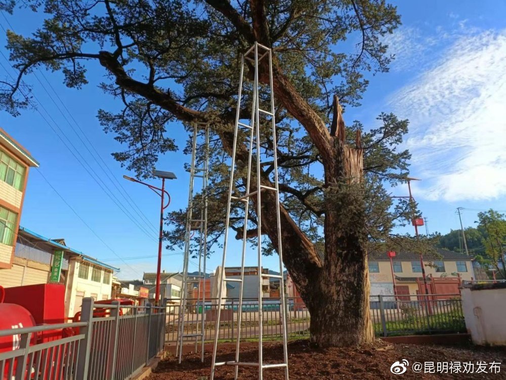  昆明禄劝：350岁古树重获新生