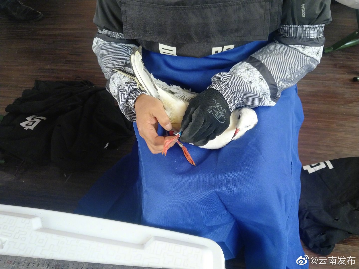 昆明为抵昆红嘴鸥环志 ，100份红嘴鸥咽喉拭子将送检