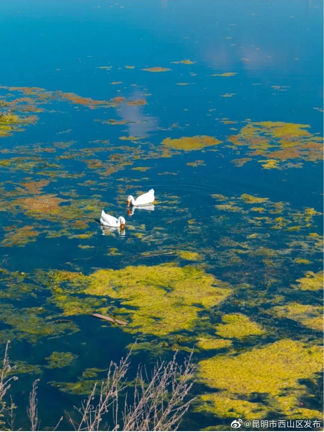 “昆明市西山区发布”微博