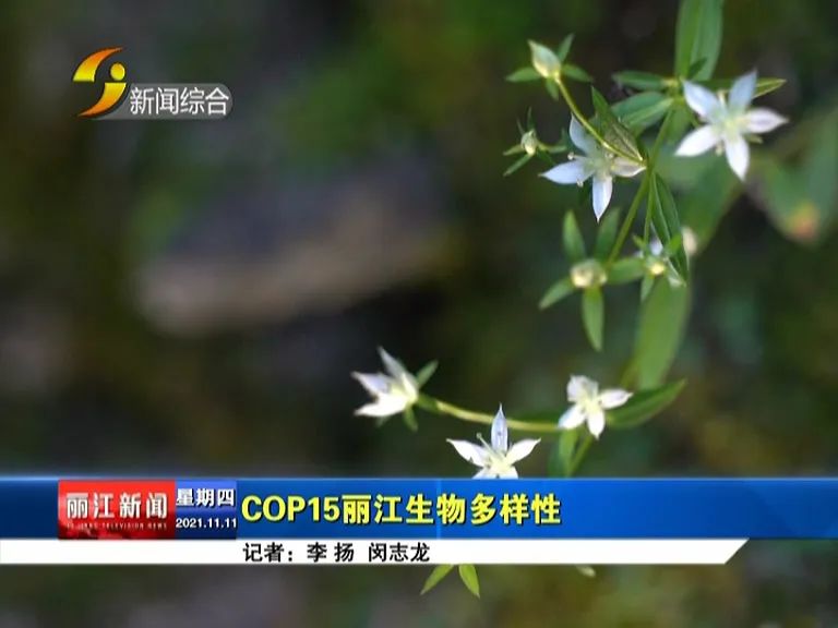 丽江新闻