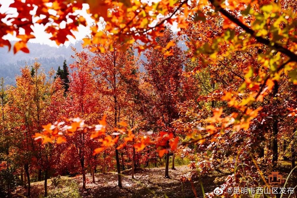 “昆明市西山区发布”微博