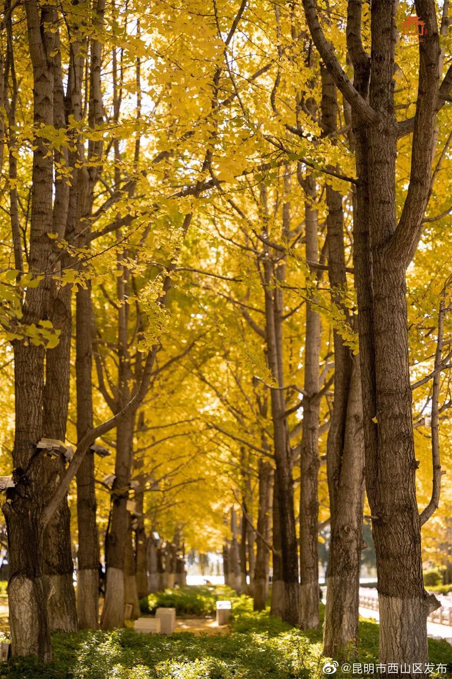 “昆明市西山区发布”微博