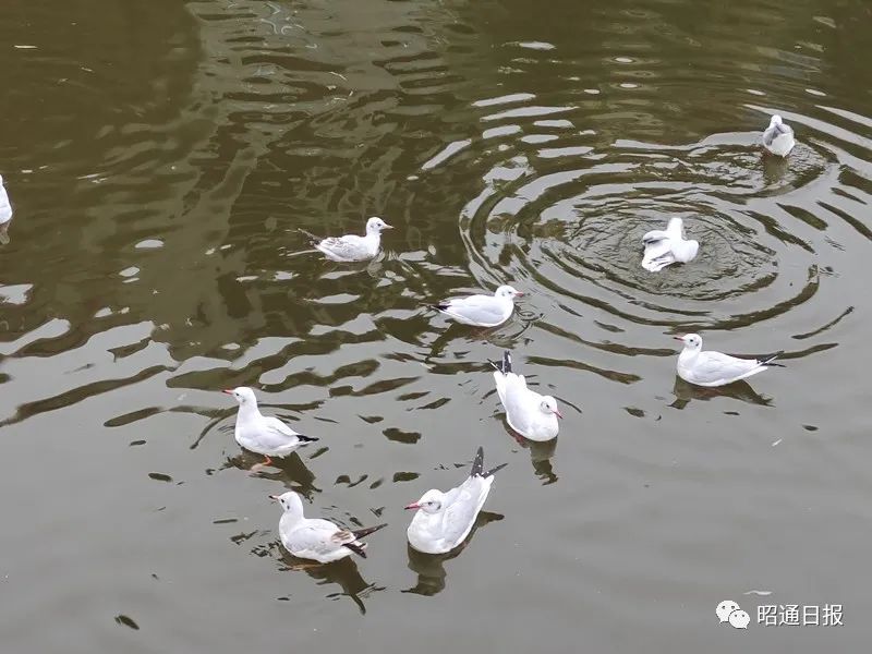 昭通日报