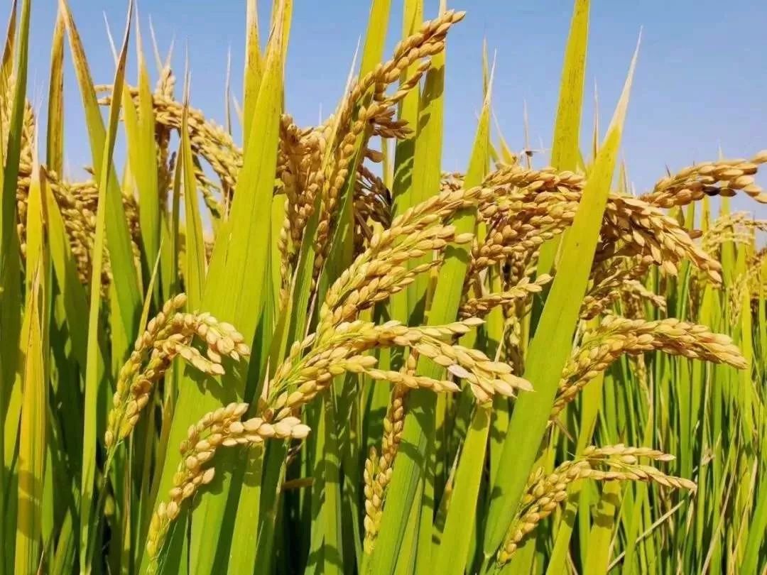 昆明市农业农村局