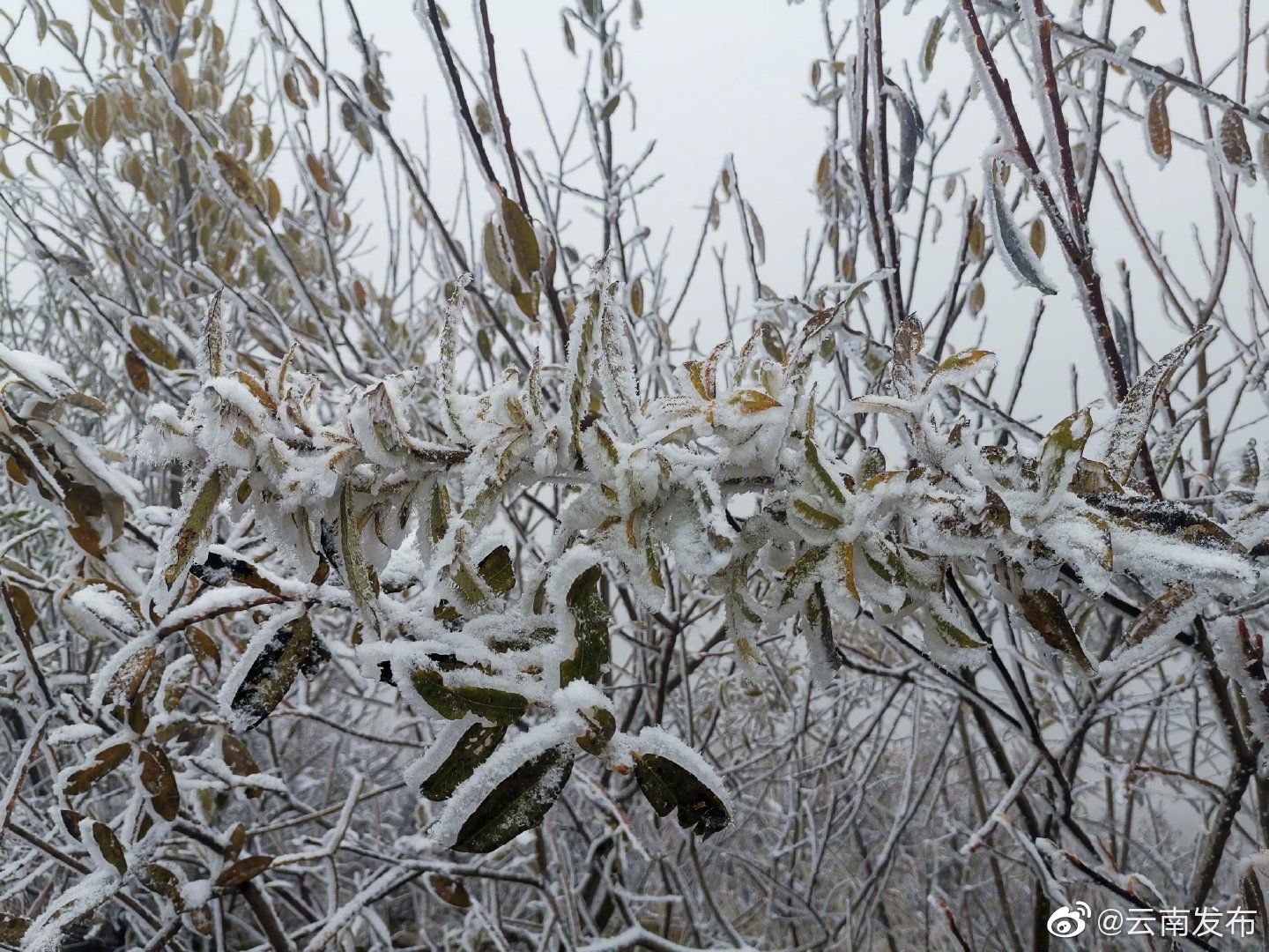 “云南发布”微博
