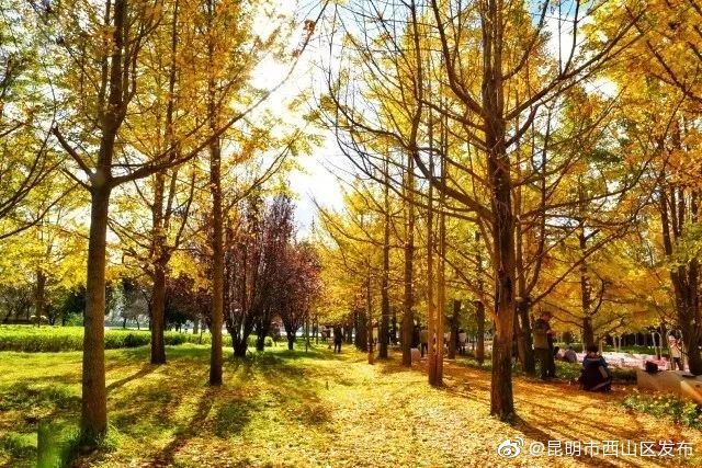 “昆明市西山区发布”微博