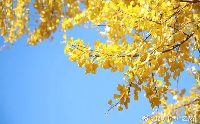 “昆明市西山区发布”微博