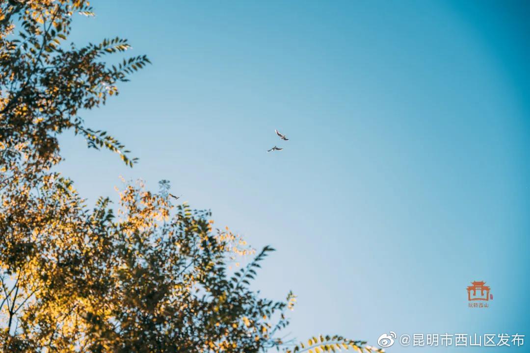 “昆明市西山区发布”微博