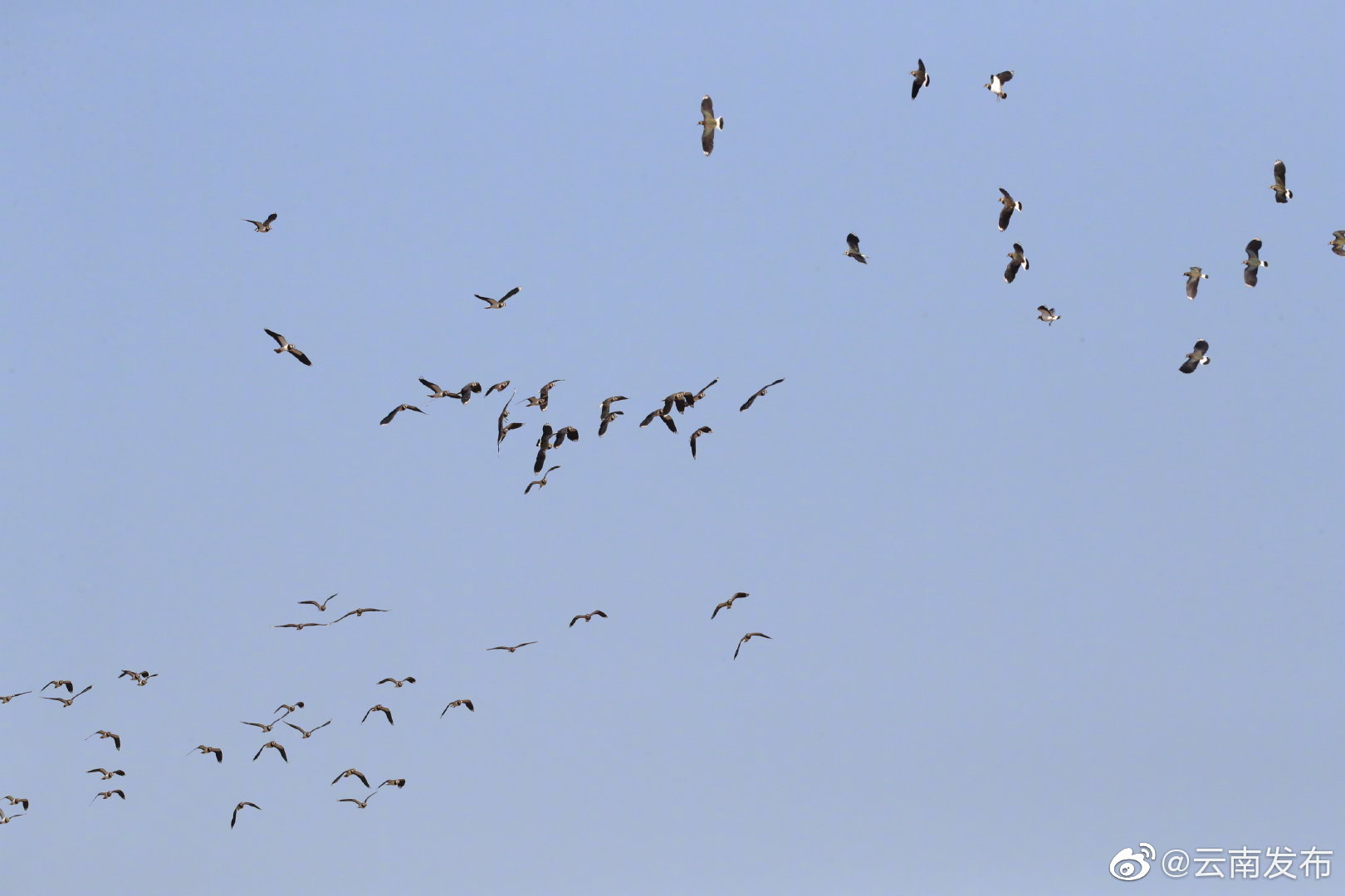 “云南发布”微博