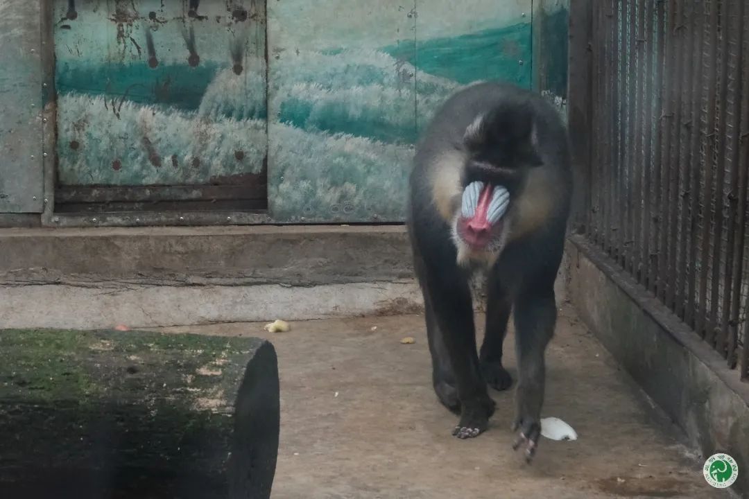 昆明动物园