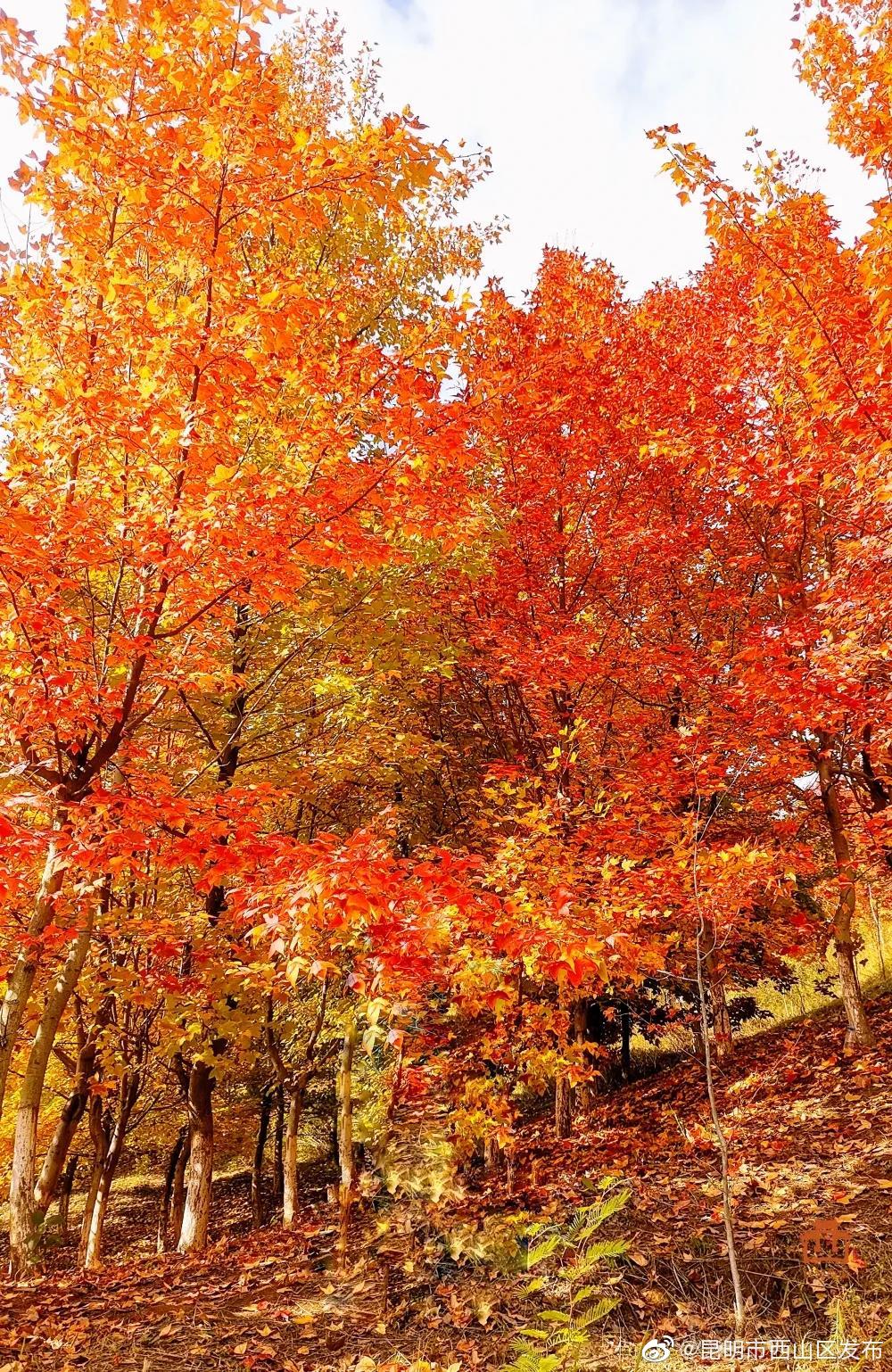 “昆明市西山区发布”微博