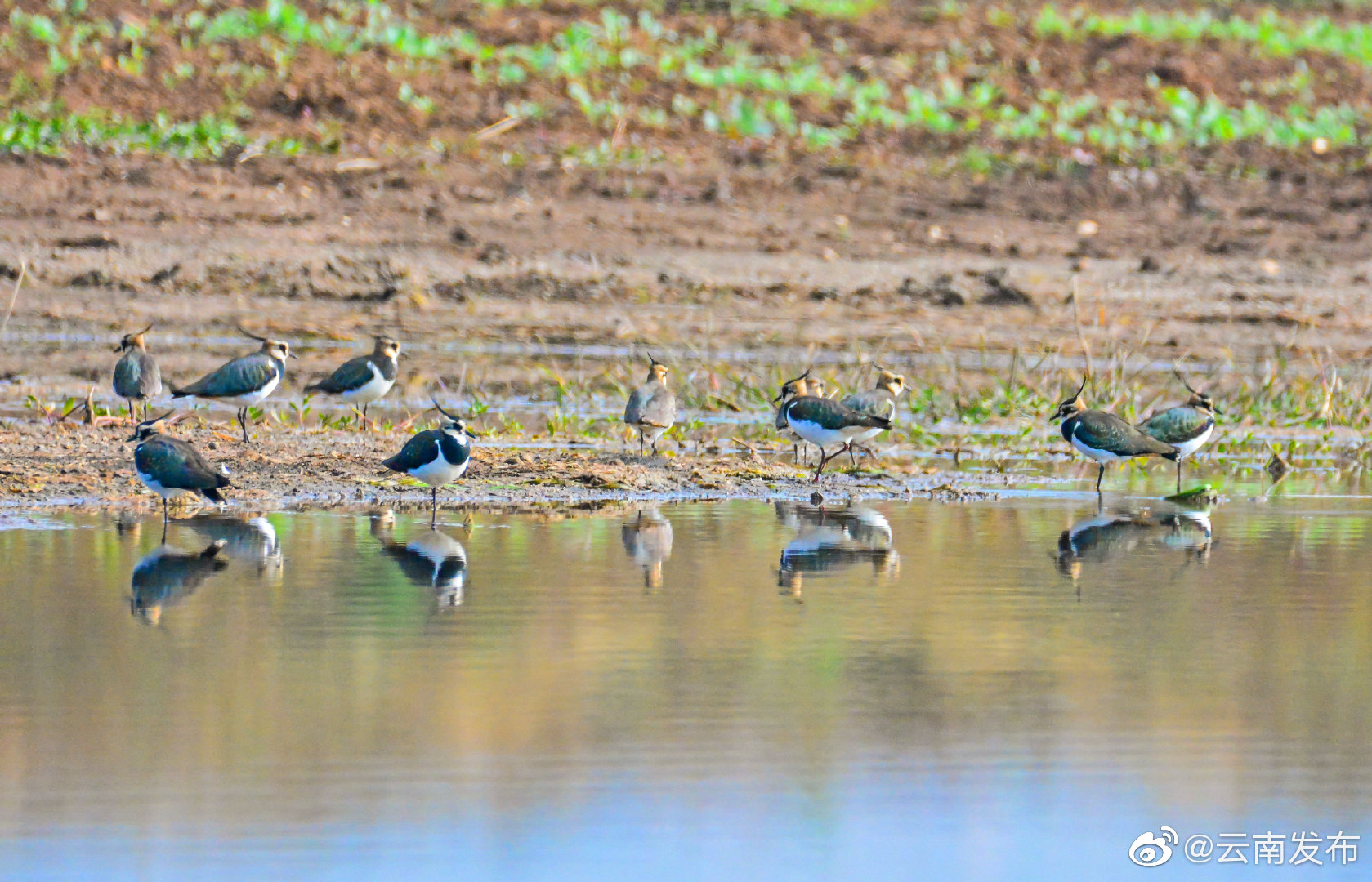 “云南发布”微博