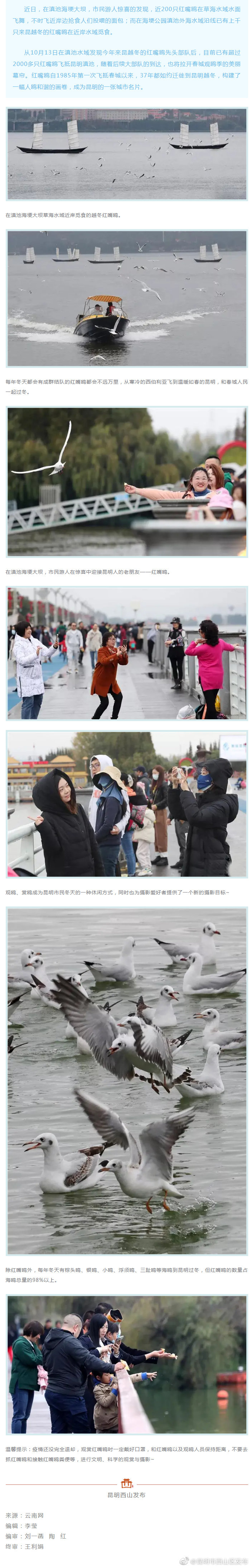 老朋友来了！越冬红嘴鸥陆续到昆明