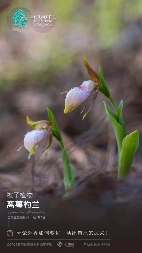 云南省人民政府网