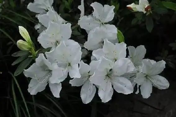 大观楼