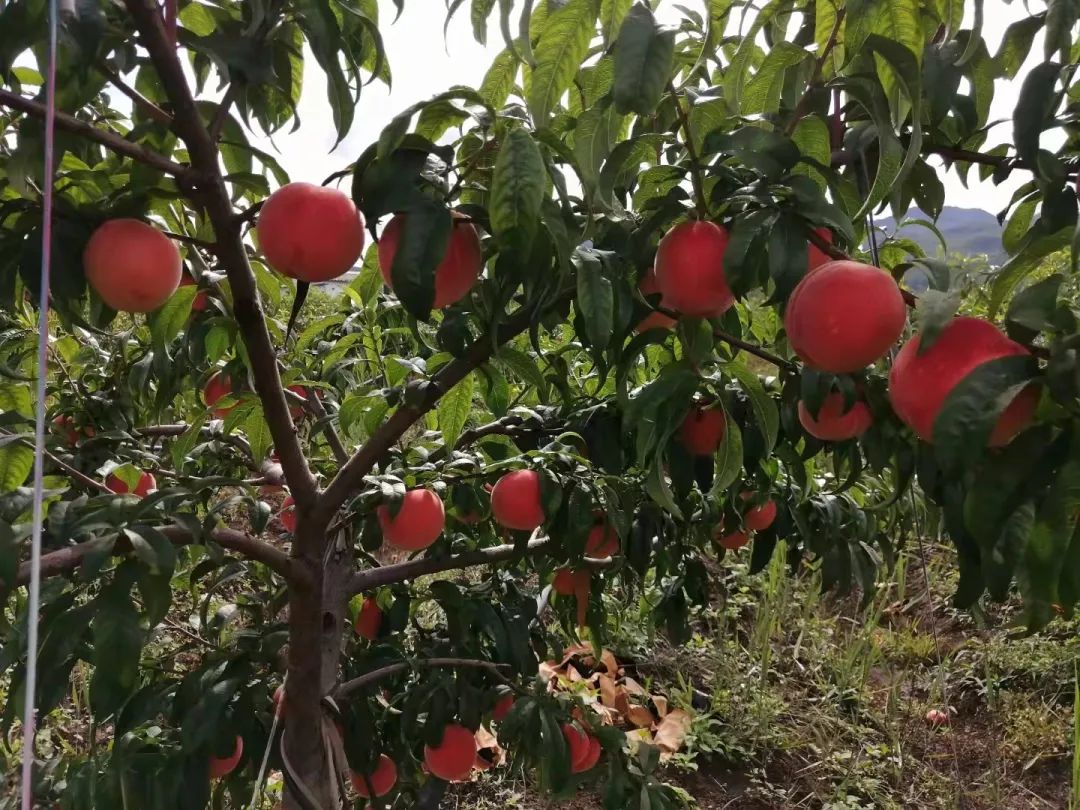 丽江日报