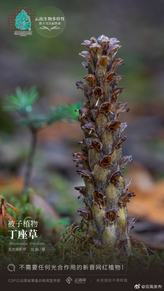 云南生物多样性数字化百科图谱 | 被子植物·丁座草：不需要任何光合作用的新晋网红植物